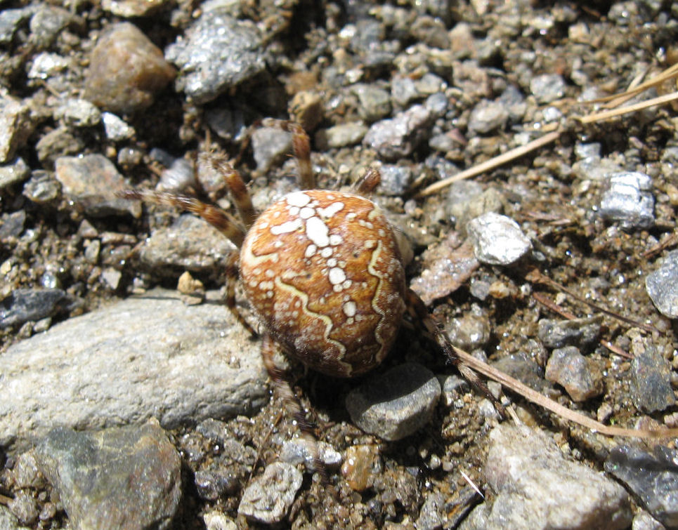 Araneus diadematus